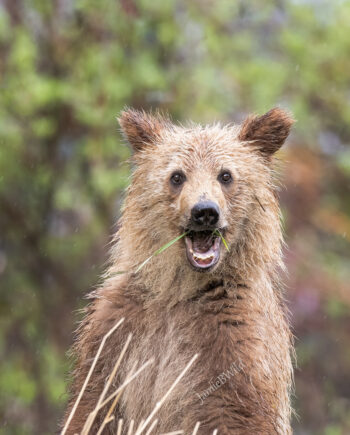 bear cub smiling at camera