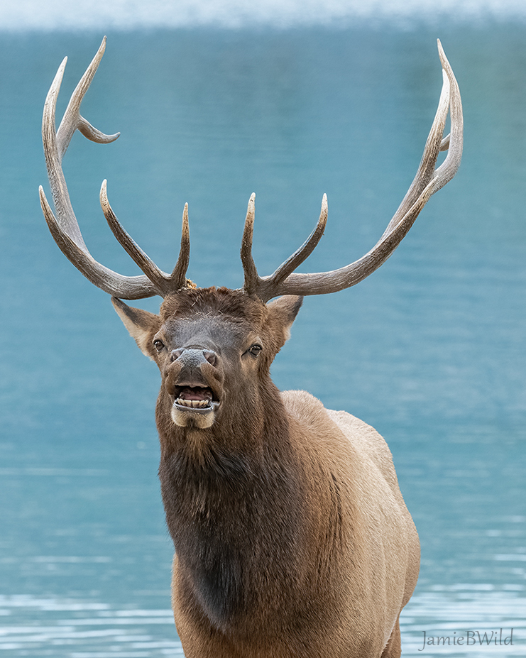 head-on photo of bull elk in front of water