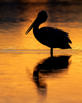 Pelican silhouette in water with reflection