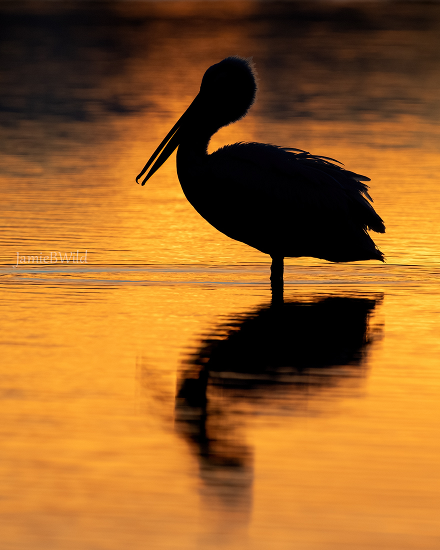 Pelican silhouette in water with reflection