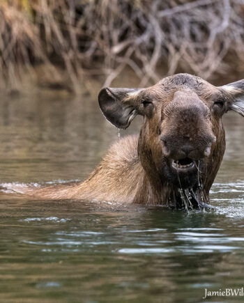 cow moose in water
