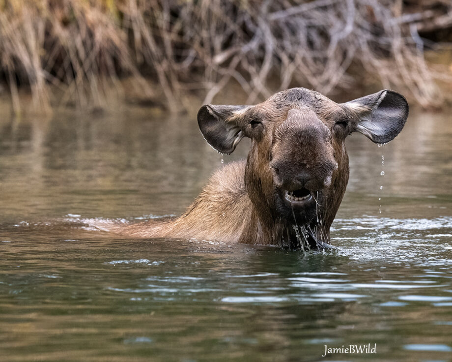 cow moose in water