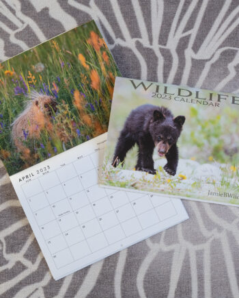 photo of open and closed calendar with bear cub and porcupine photos