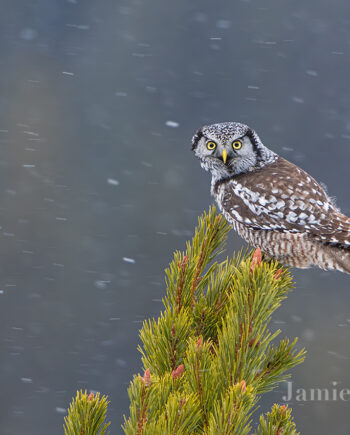 Northern Hawl Owl on tree top being blown around in snow storm