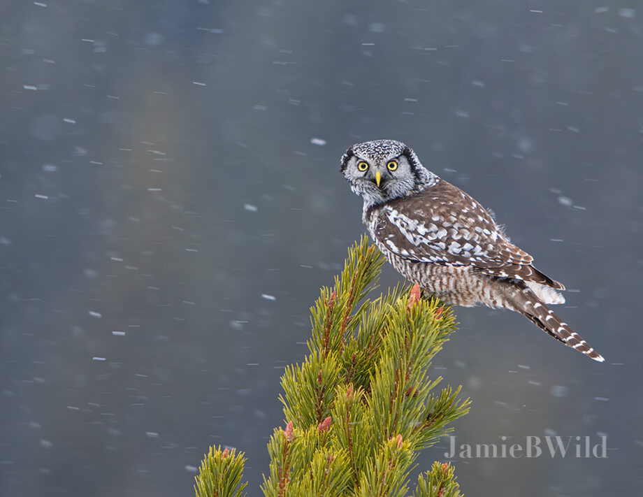 Northern Hawl Owl on tree top being blown around in snow storm