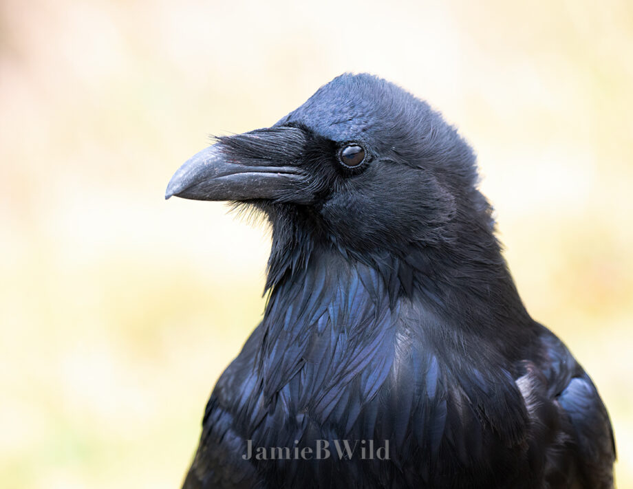 side profile of a raven