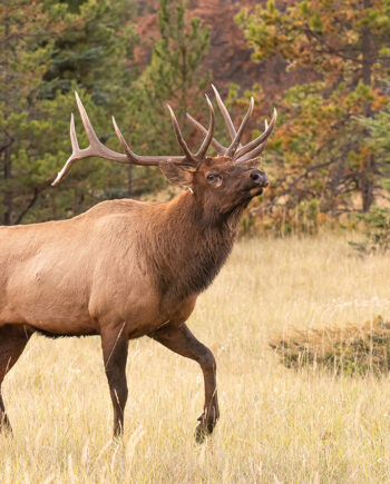 bull elk walking in fall vegetation with head up